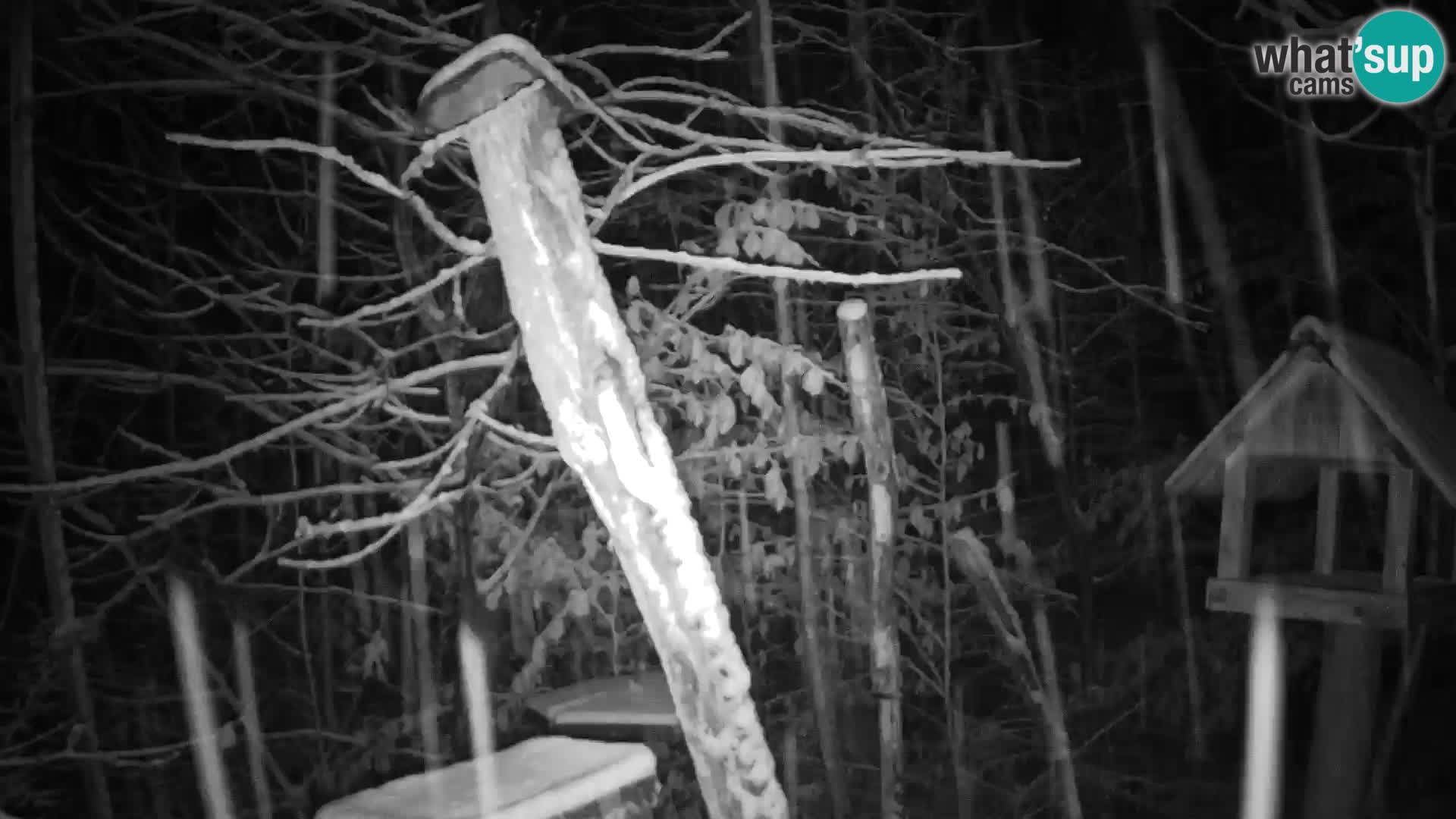 Bird feeders at ZOO Ljubljana webcam