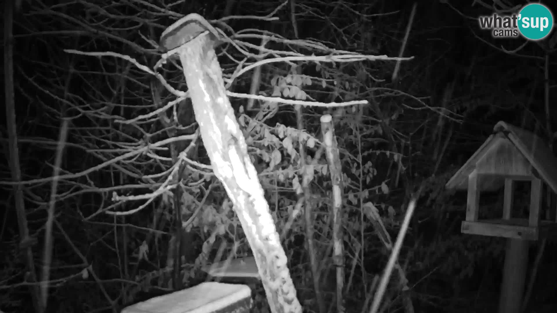 Bird feeders at ZOO Ljubljana webcam