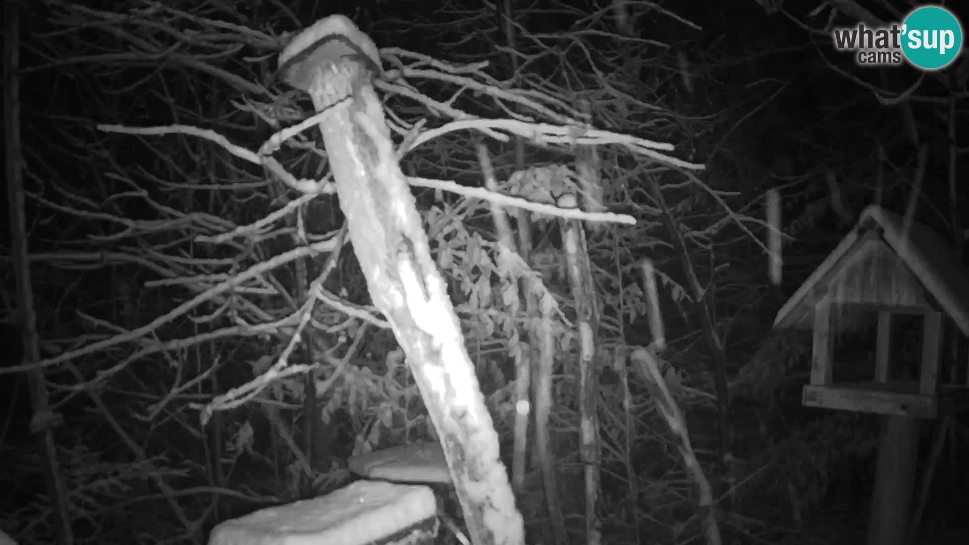 Comederos para pájaros en ZOO Ljubljana camera en vivo