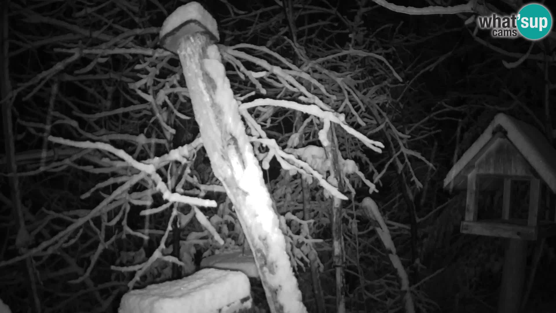 Bird feeders at ZOO Ljubljana webcam