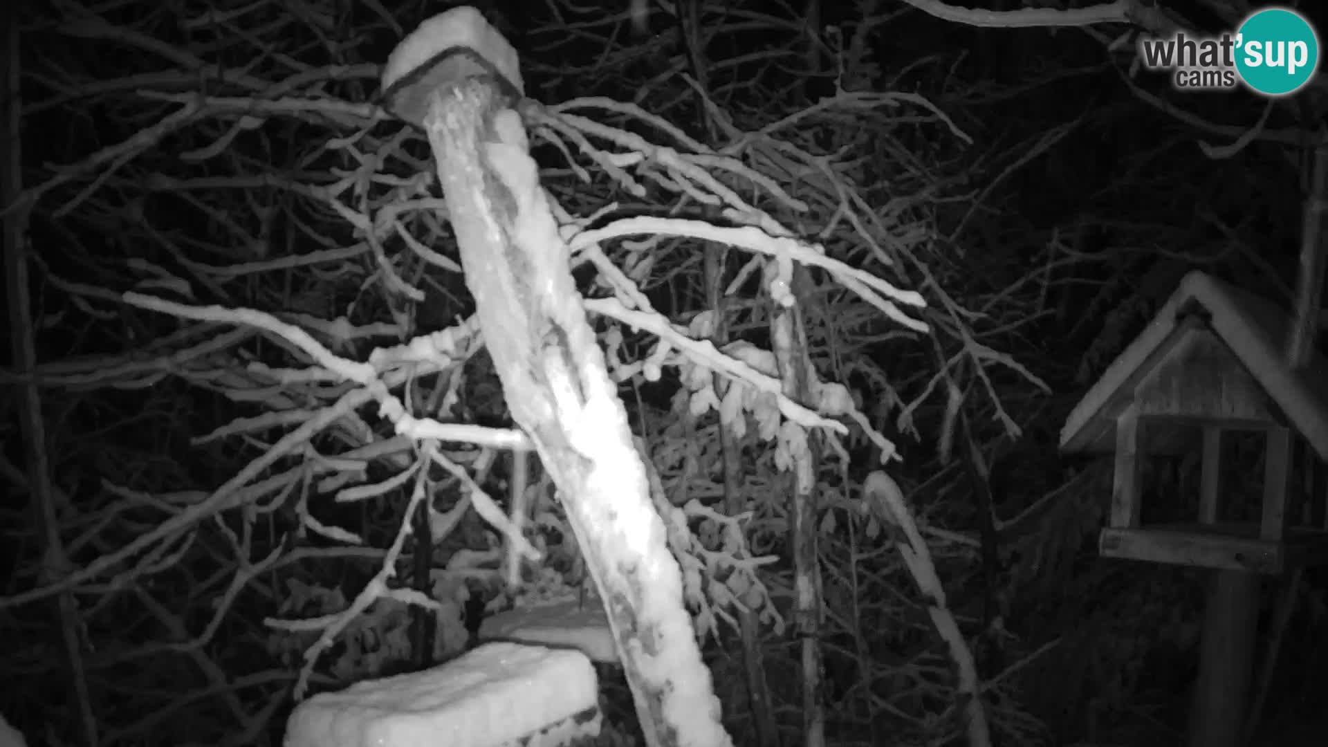 Vogelfutterhäuschen im ZOO webcam Ljubljana