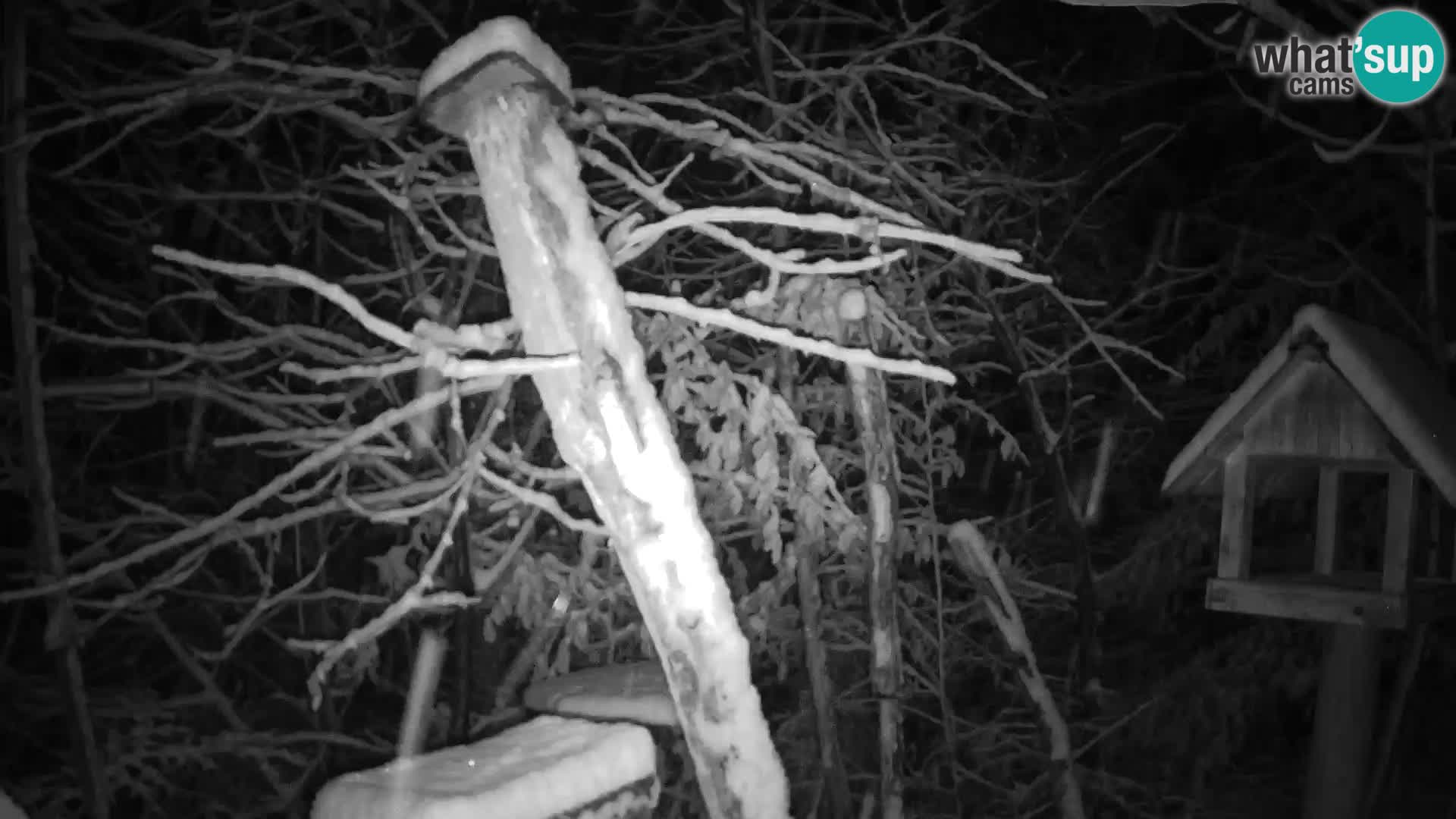 Bird feeders at ZOO Ljubljana webcam