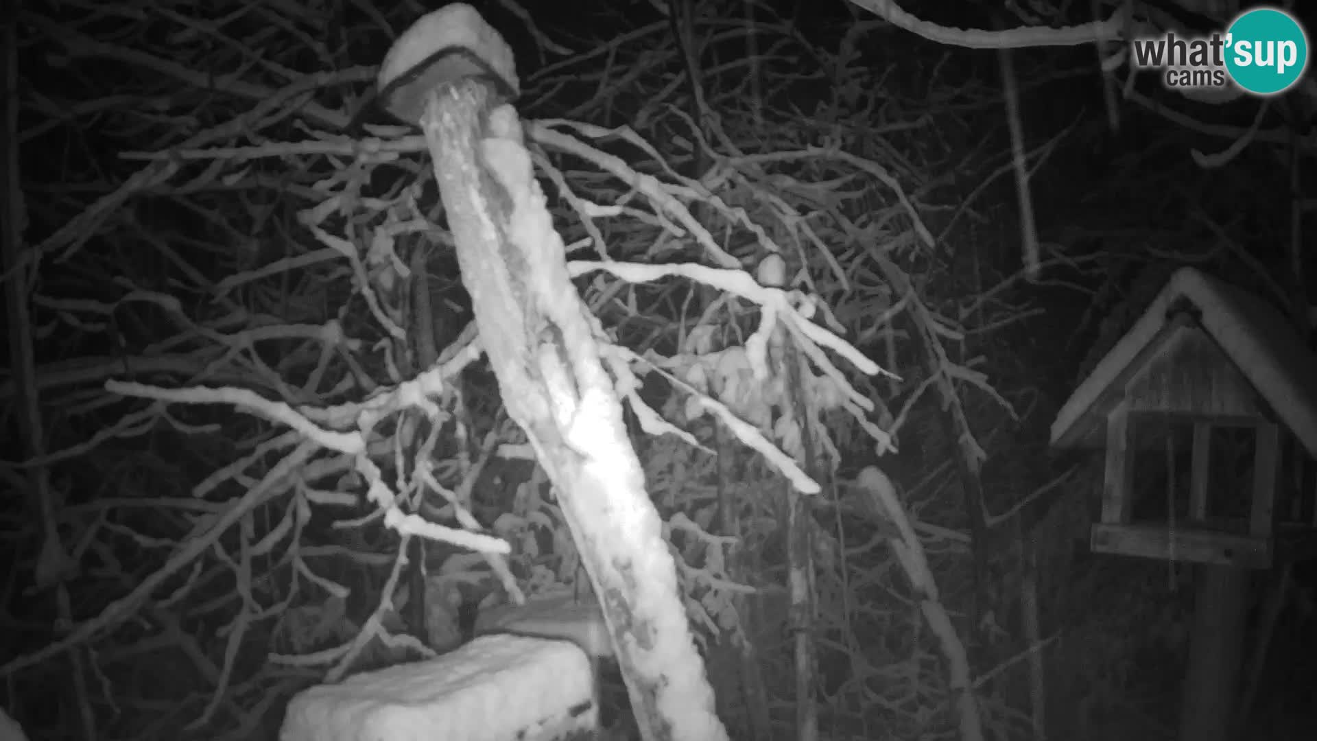 Bird feeders at ZOO Ljubljana webcam