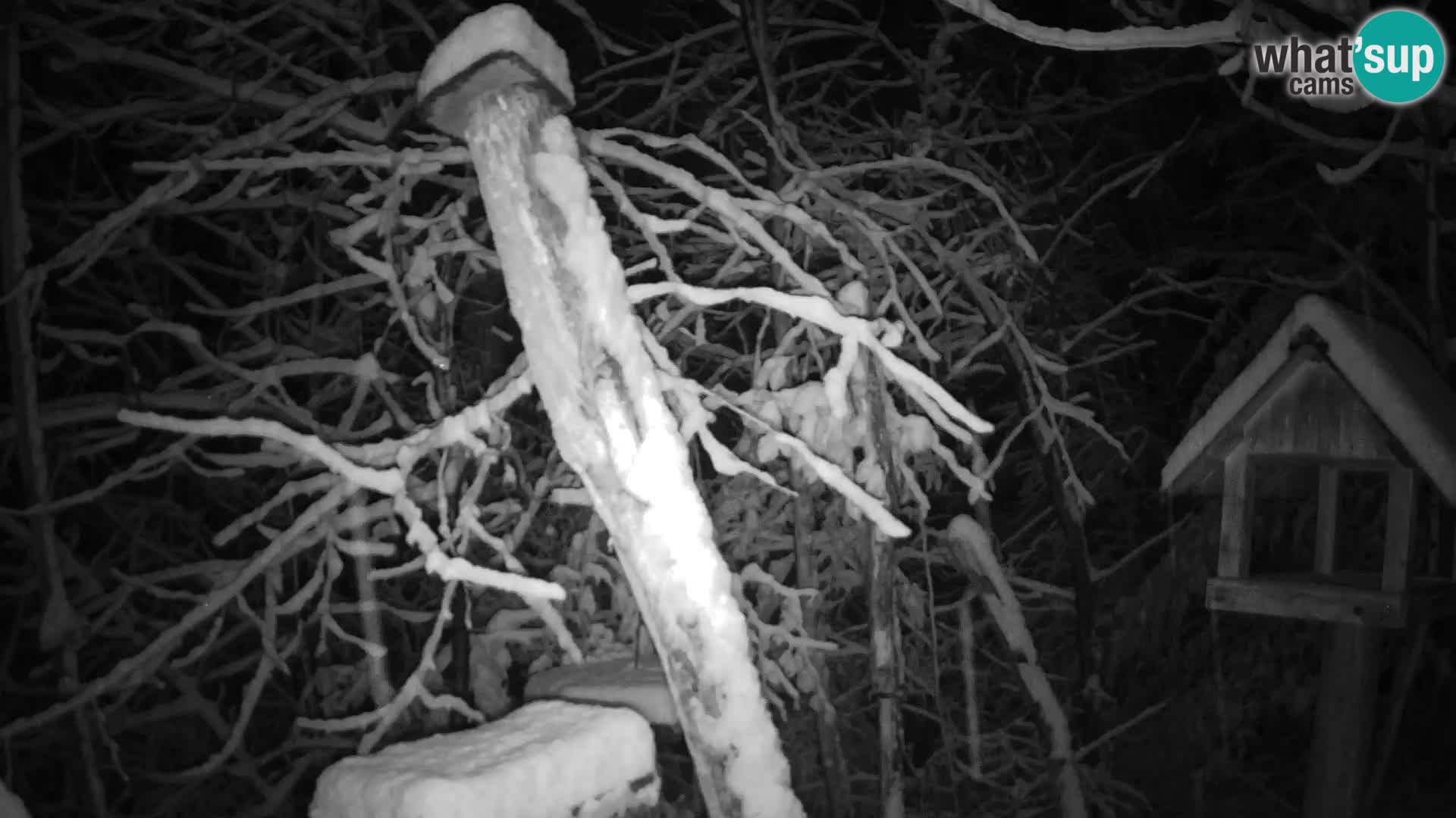 Bird feeders at ZOO Ljubljana webcam