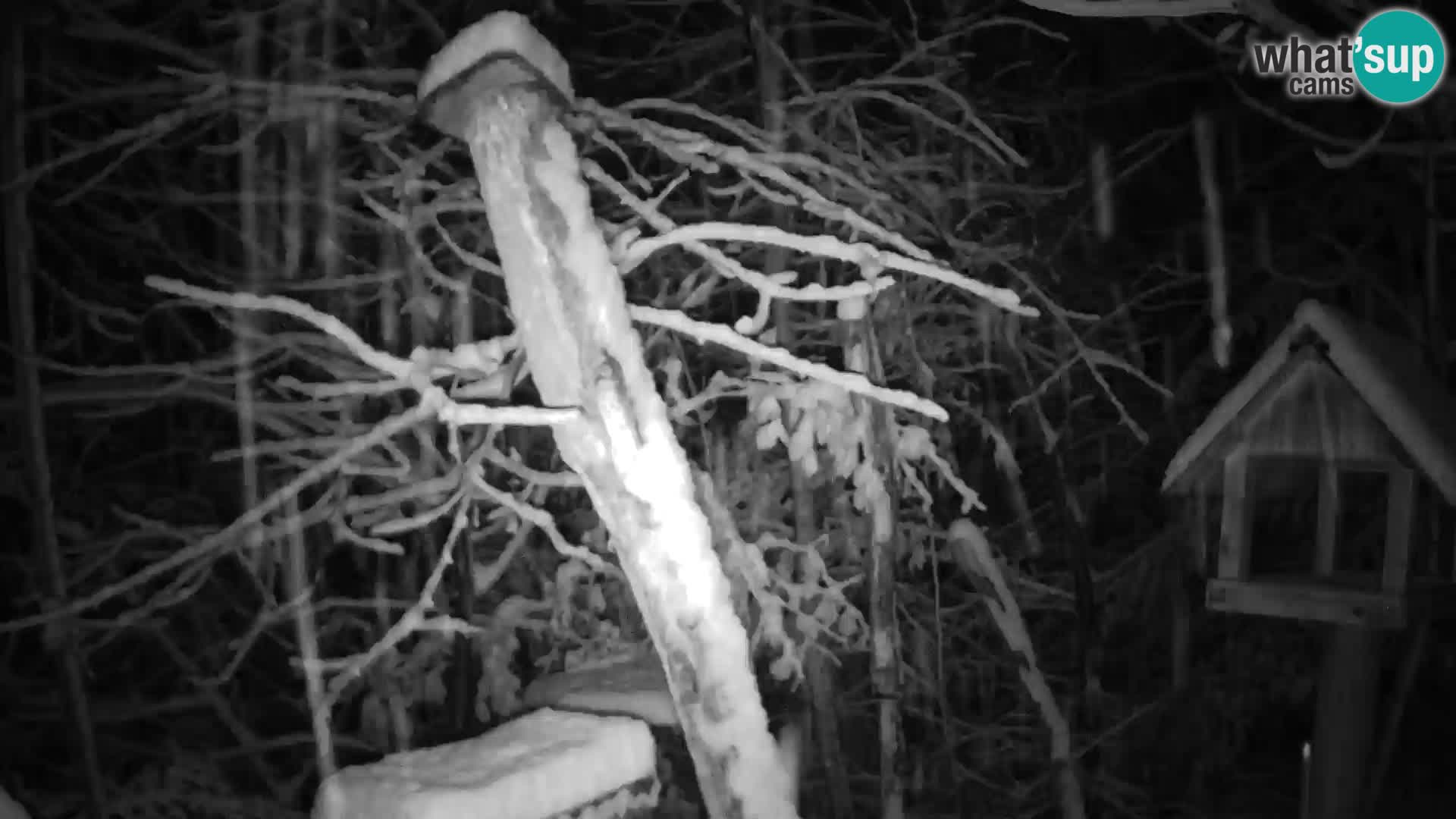 Vogelfutterhäuschen im ZOO webcam Ljubljana