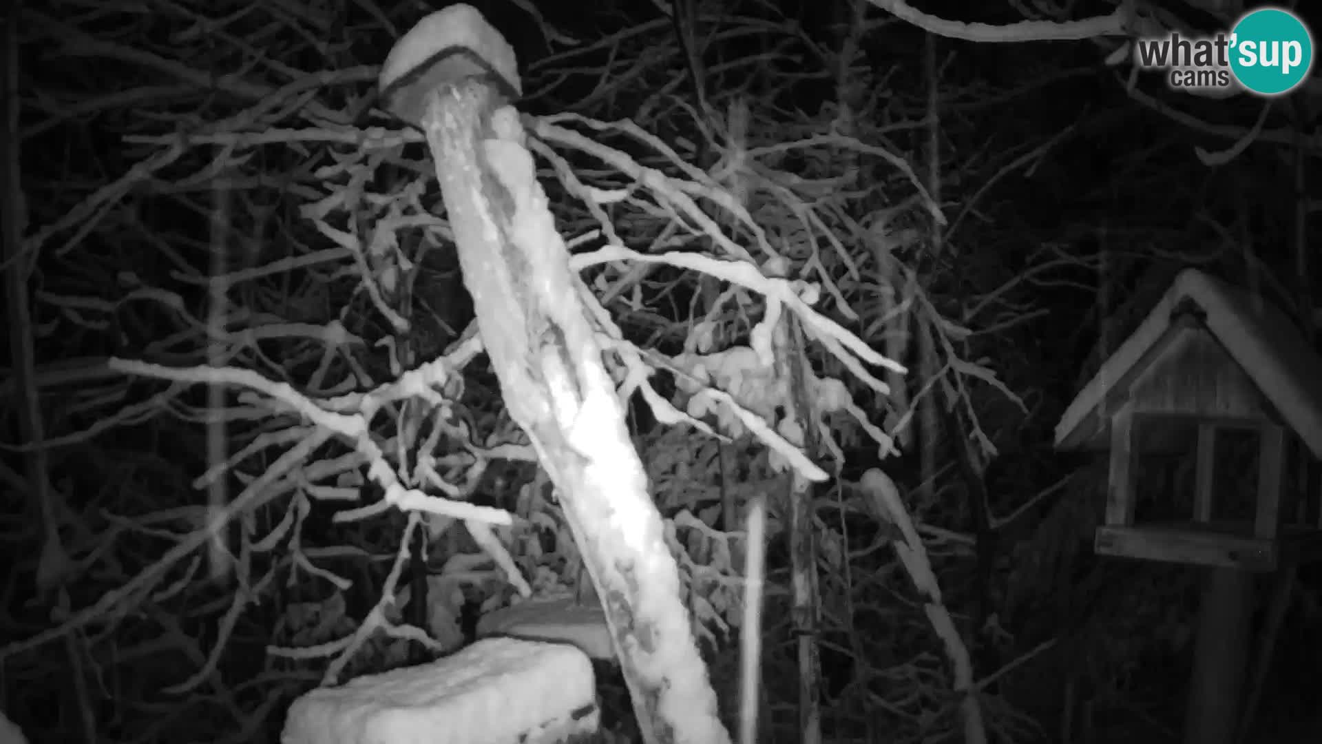 Bird feeders at ZOO Ljubljana webcam