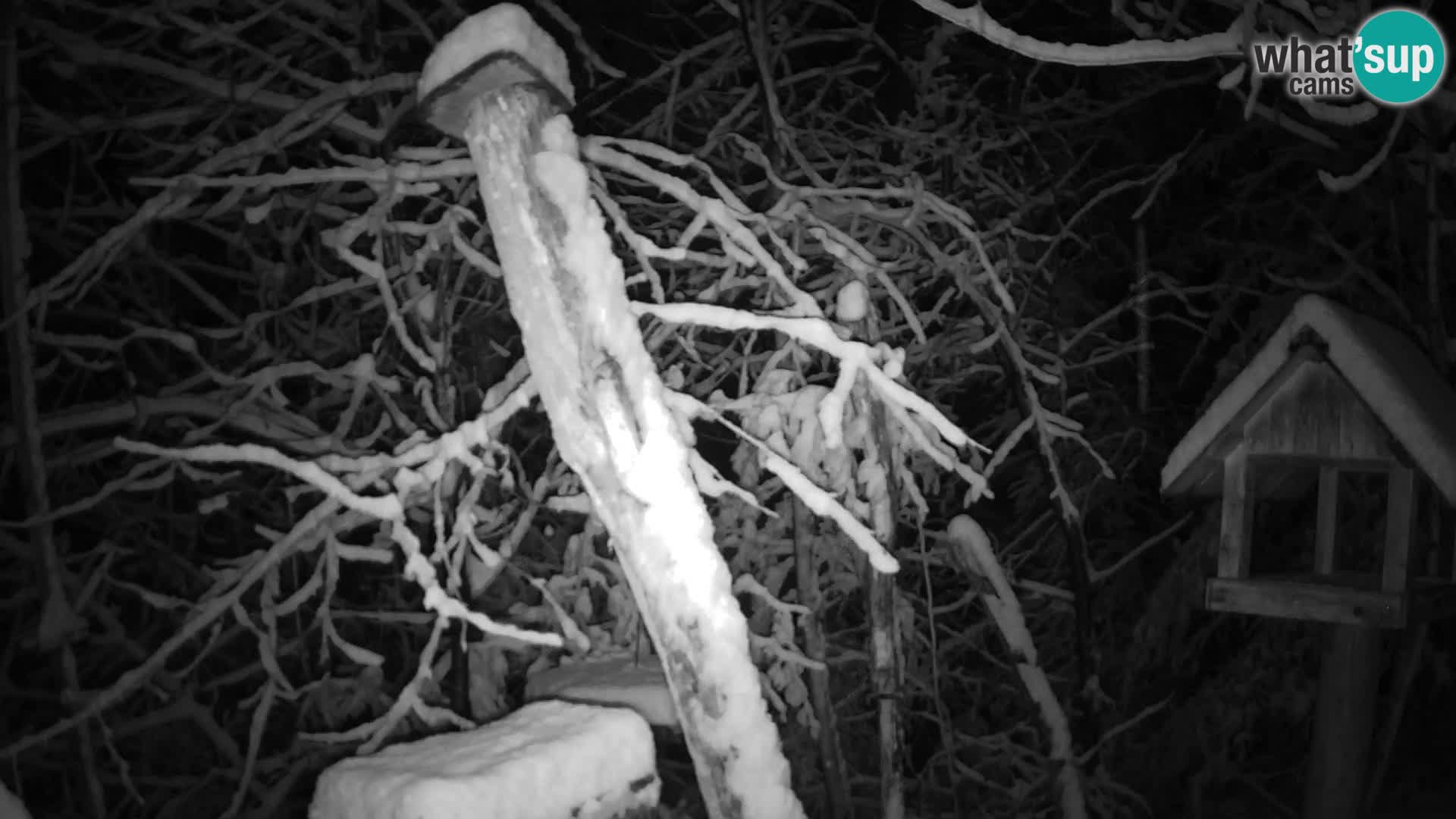 Vogelfutterhäuschen im ZOO webcam Ljubljana