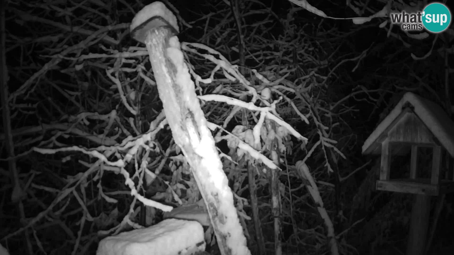 Bird feeders at ZOO Ljubljana webcam