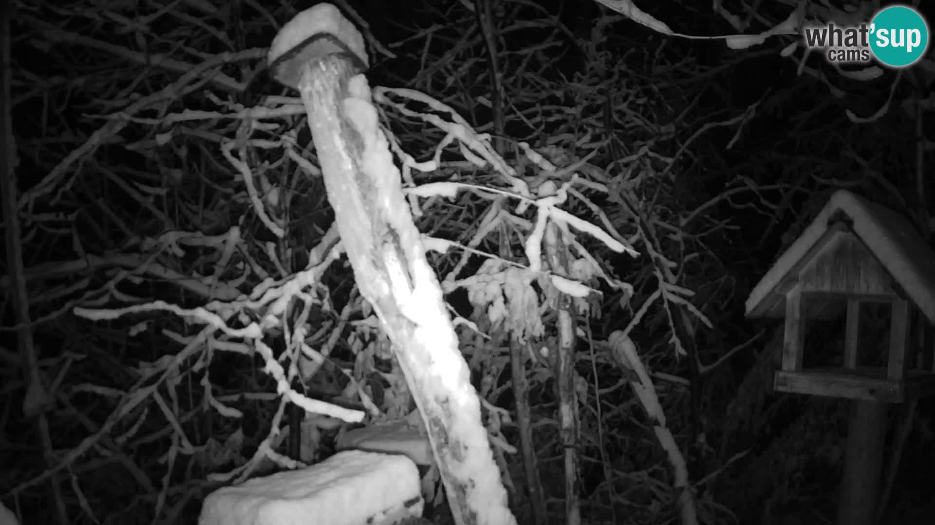 Bird feeders at ZOO Ljubljana webcam