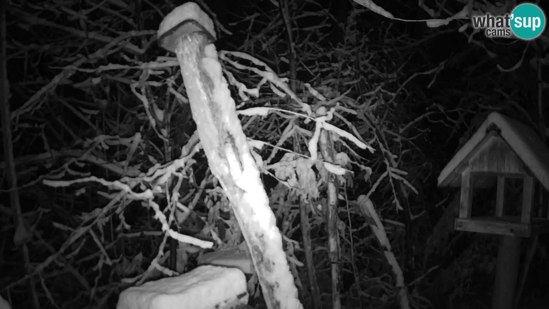 Bird feeders at ZOO Ljubljana webcam