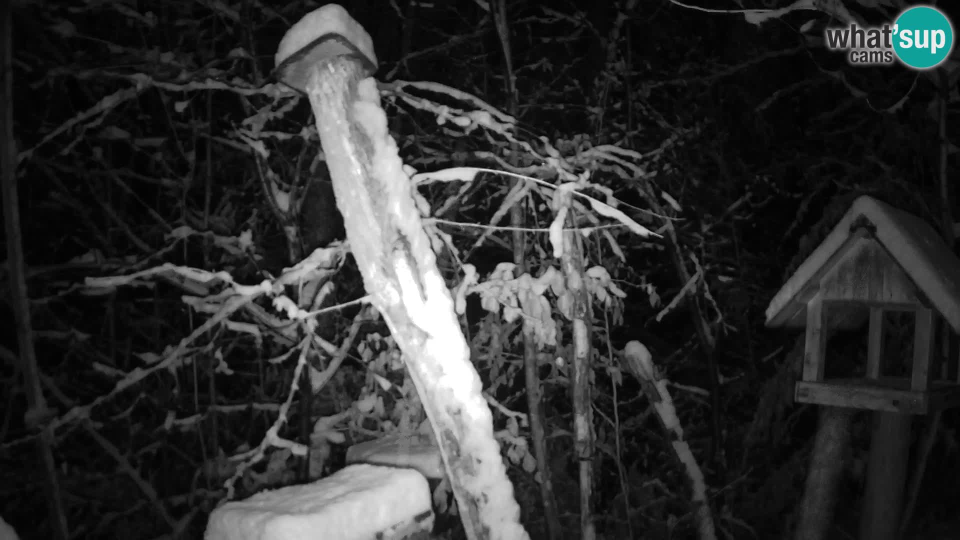 Bird feeders at ZOO Ljubljana webcam