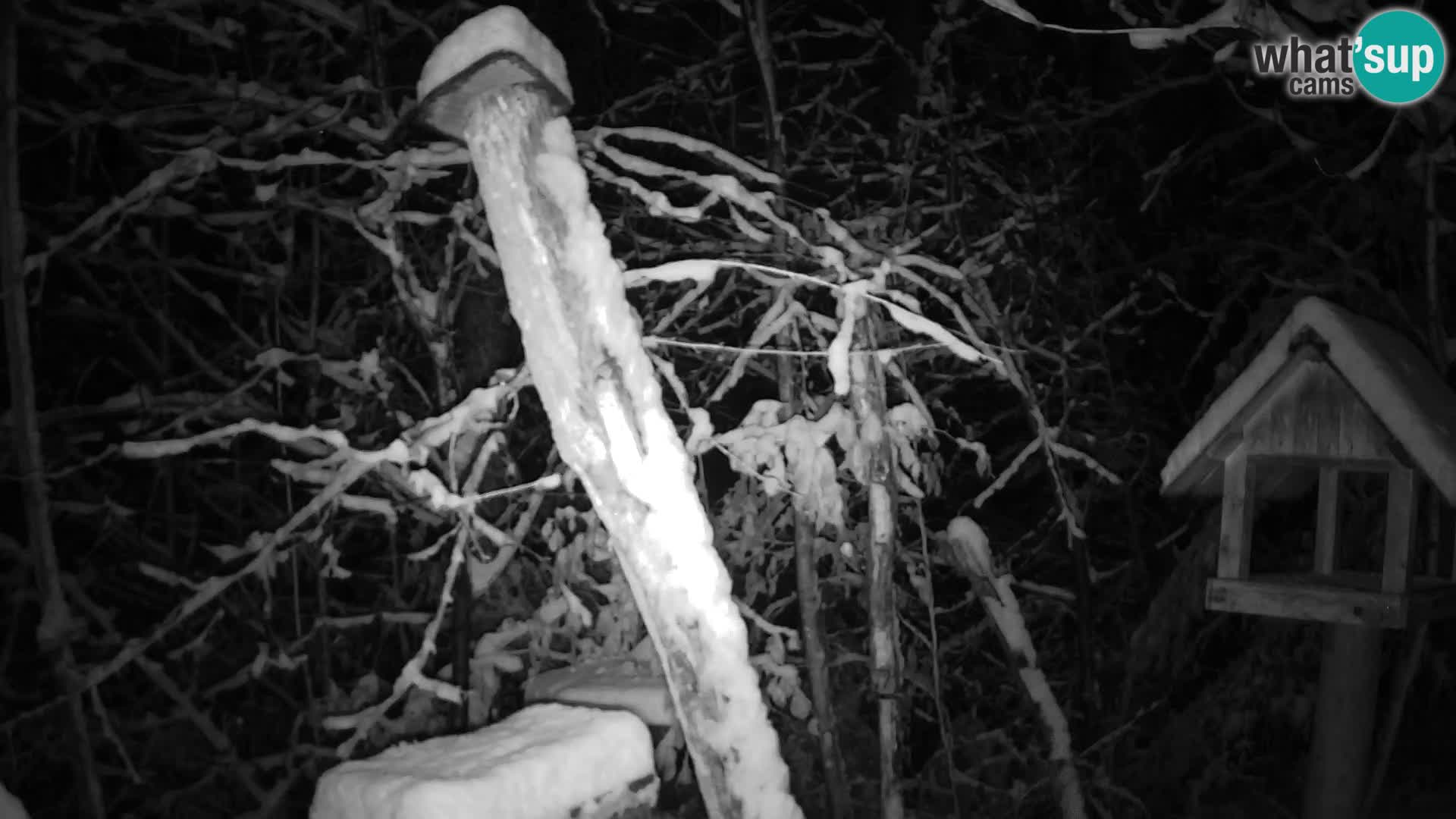 Bird feeders at ZOO Ljubljana webcam