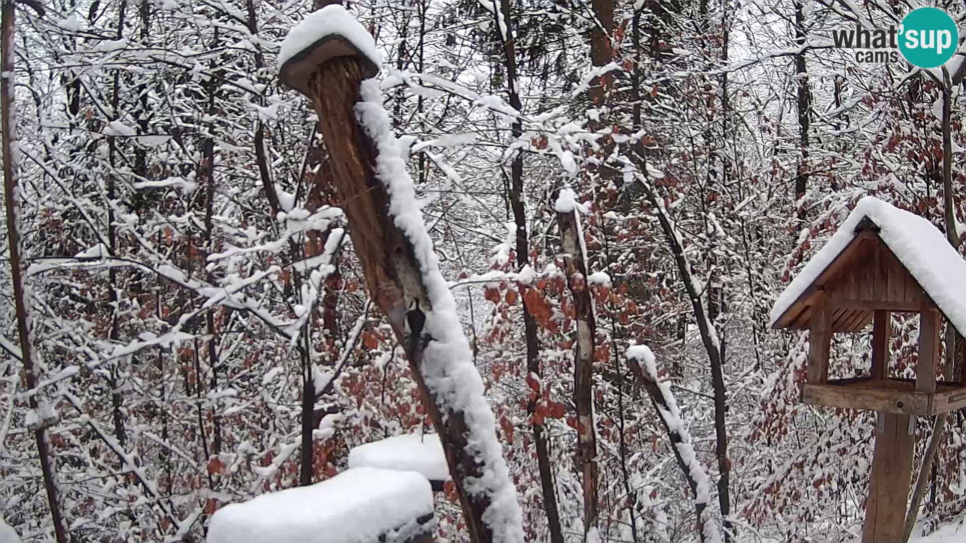 Bird feeders at ZOO Ljubljana webcam