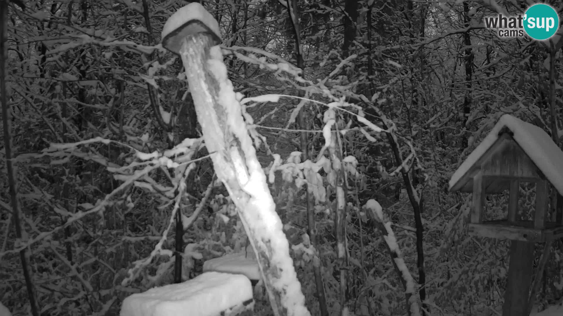 Bird feeders at ZOO Ljubljana webcam