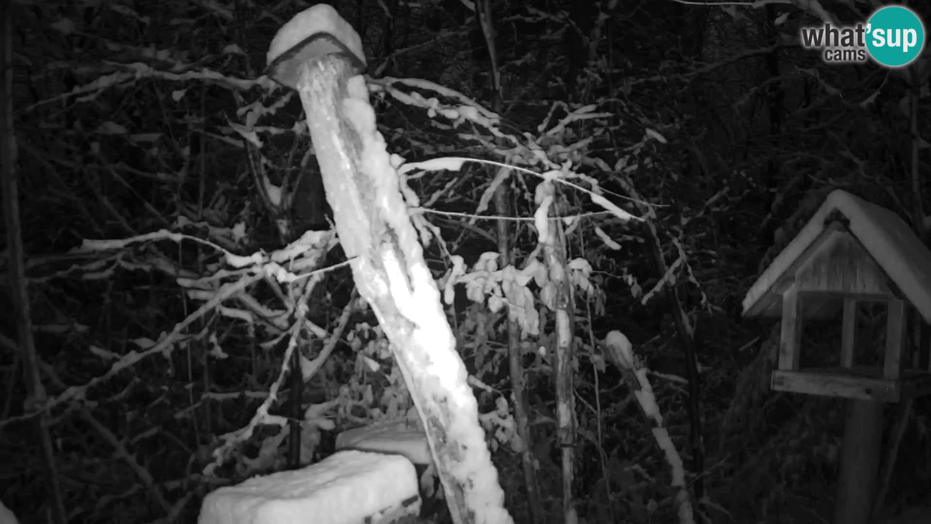 Bird feeders at ZOO Ljubljana webcam