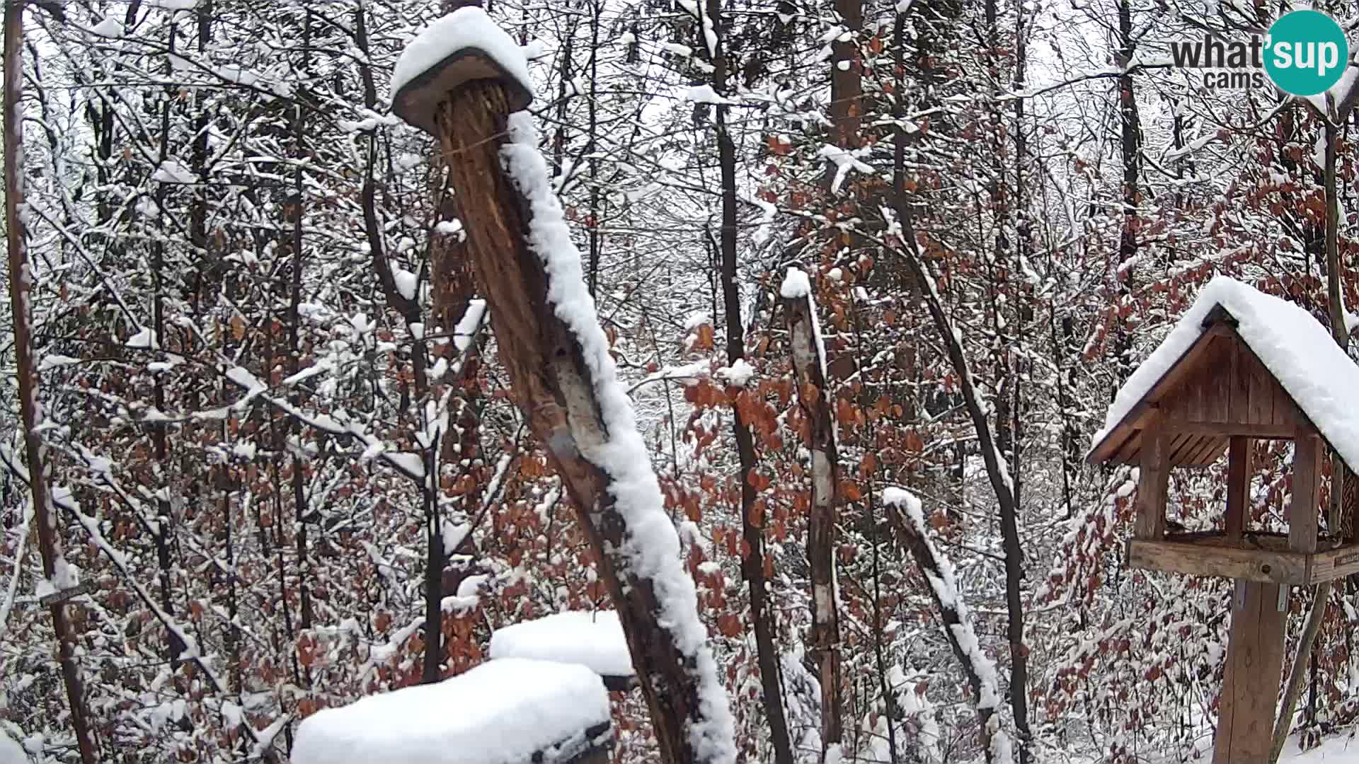 Bird feeders at ZOO Ljubljana webcam