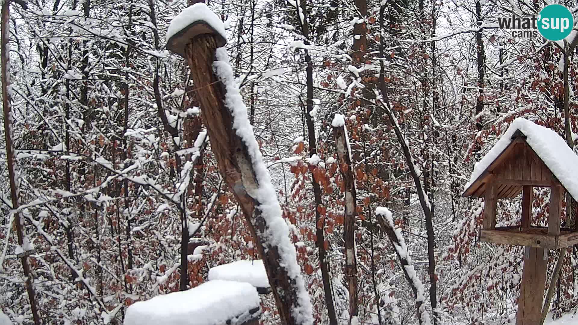 Vogelfutterhäuschen im ZOO webcam Ljubljana