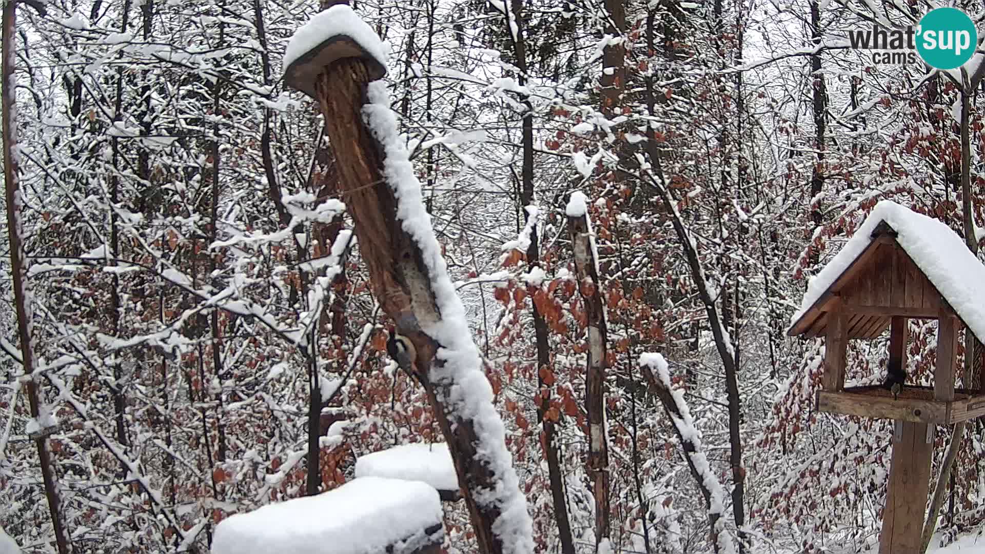 Bird feeders at ZOO Ljubljana webcam