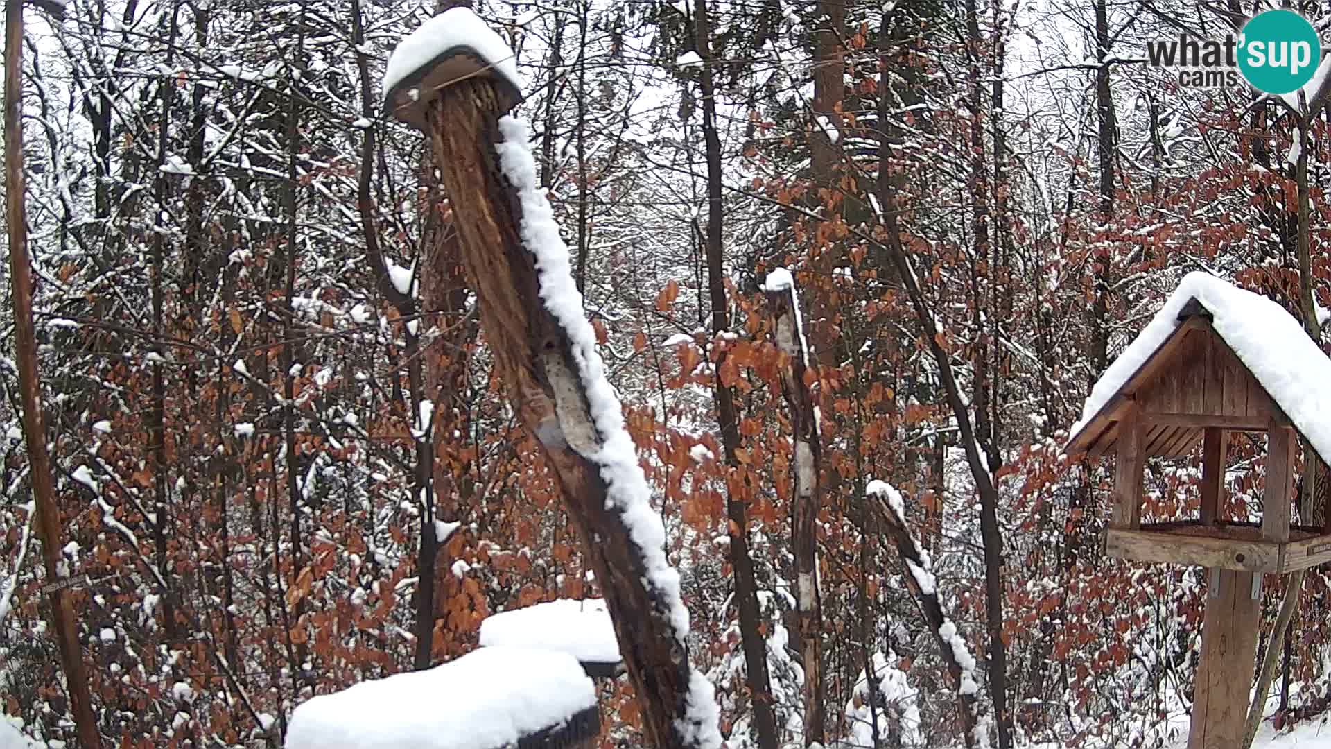 Comederos para pájaros en ZOO Ljubljana camera en vivo