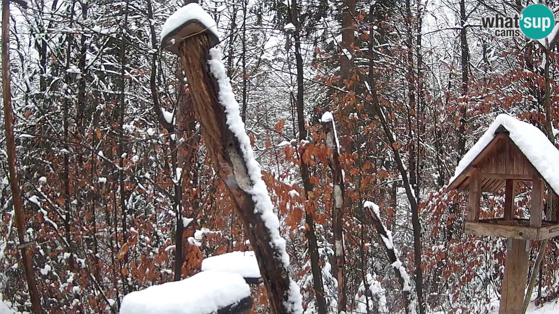 Bird feeders at ZOO Ljubljana webcam