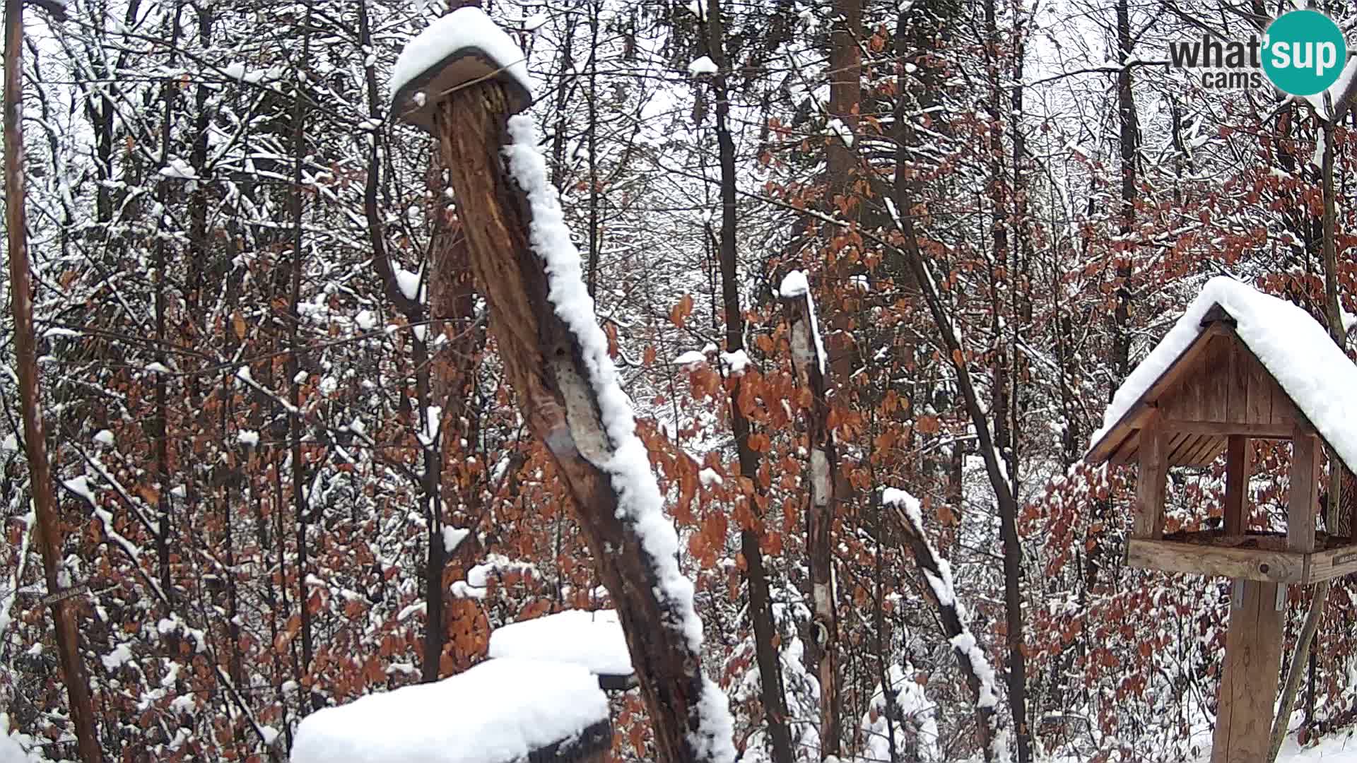 Bird feeders at ZOO Ljubljana webcam