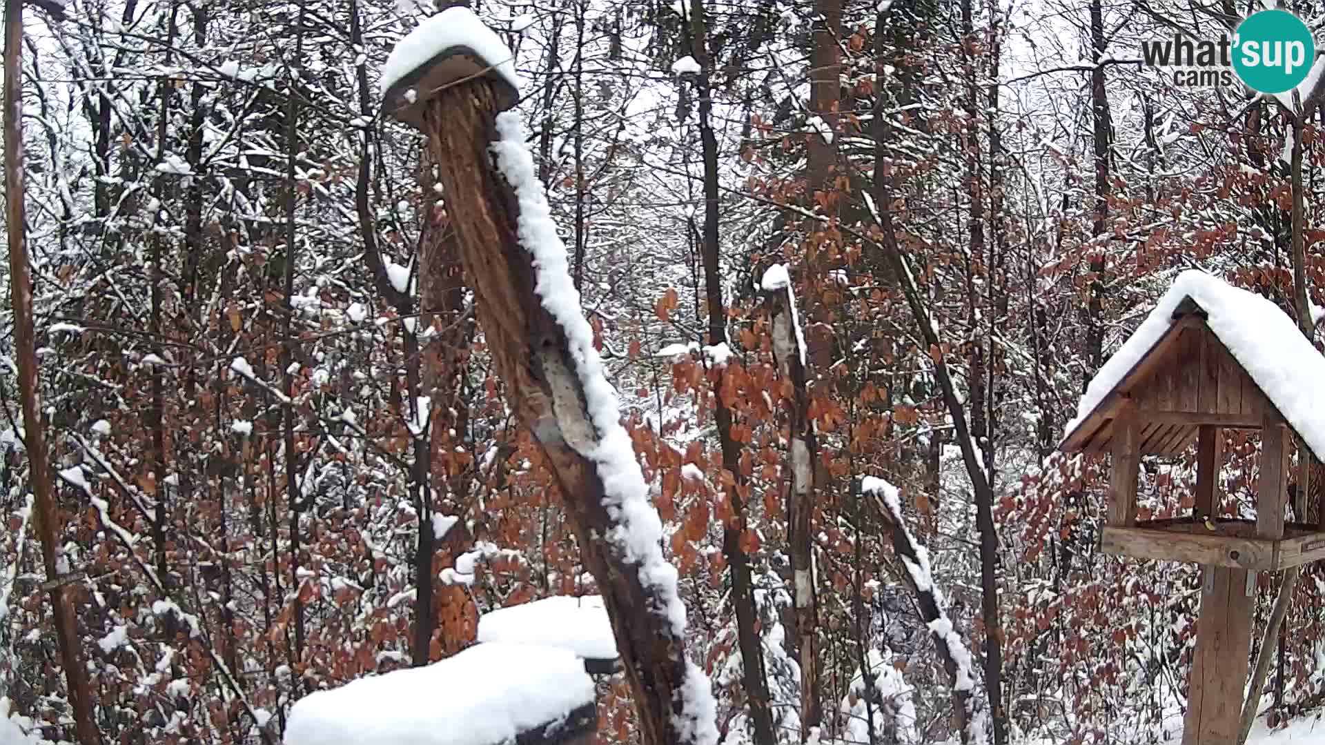 Mangiatoie per uccelli allo ZOO di Lubiana livecam