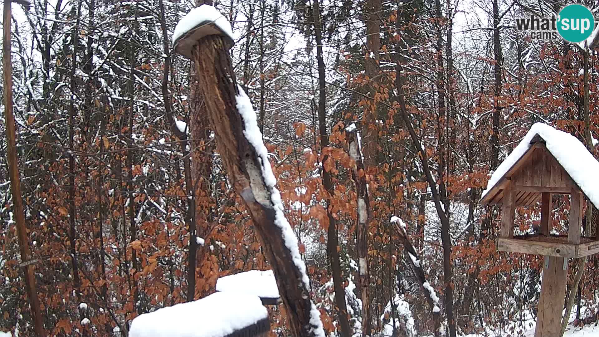 Krmilnice za ptiče v ZOO Ljubljana spletna kamera