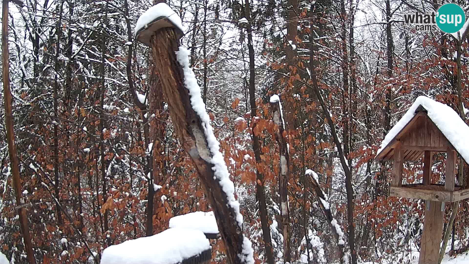 Bird feeders at ZOO Ljubljana webcam