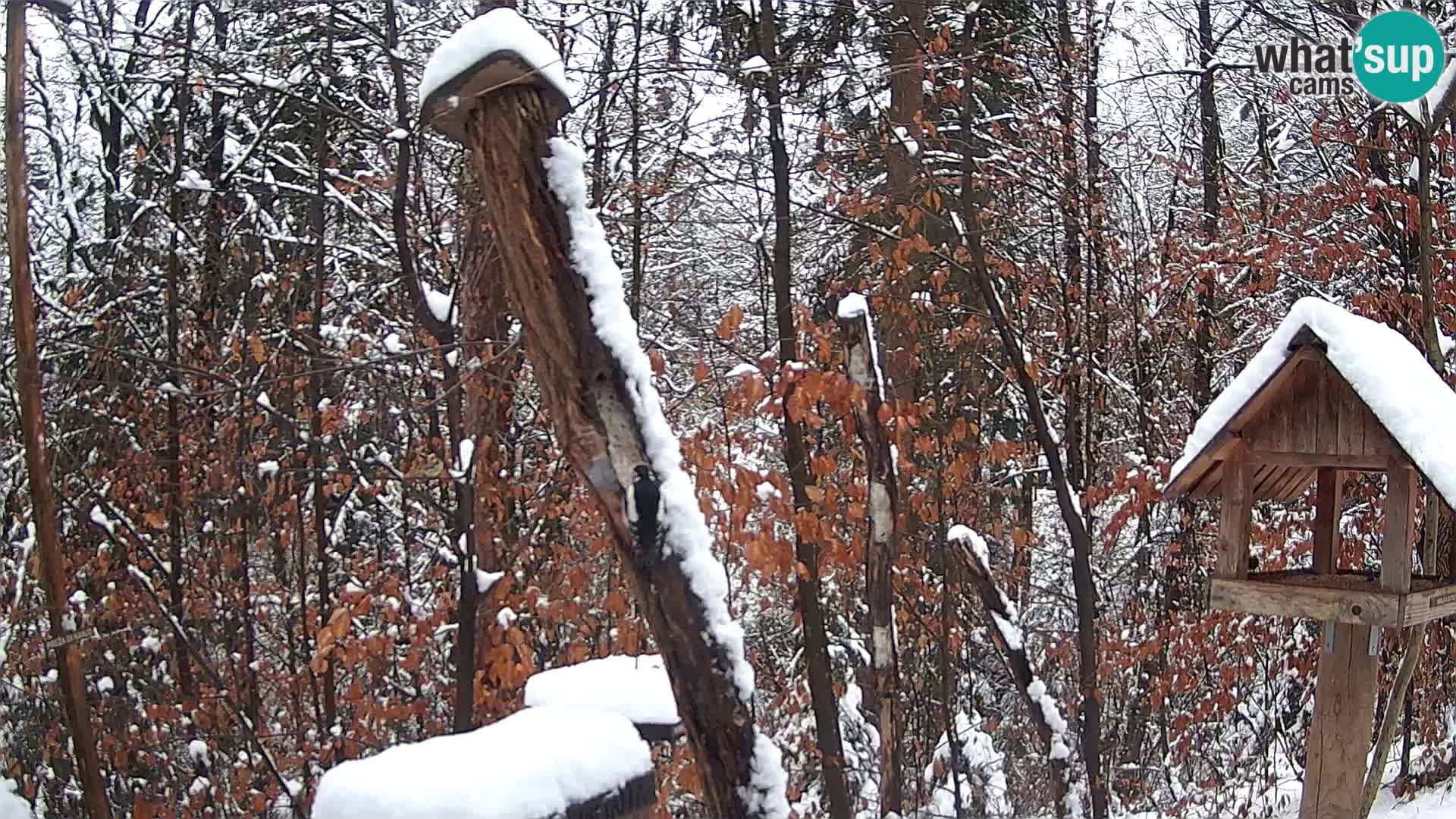 Comederos para pájaros en ZOO Ljubljana camera en vivo