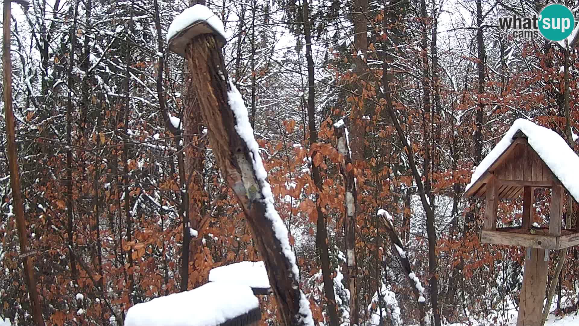 Vogelfutterhäuschen im ZOO webcam Ljubljana