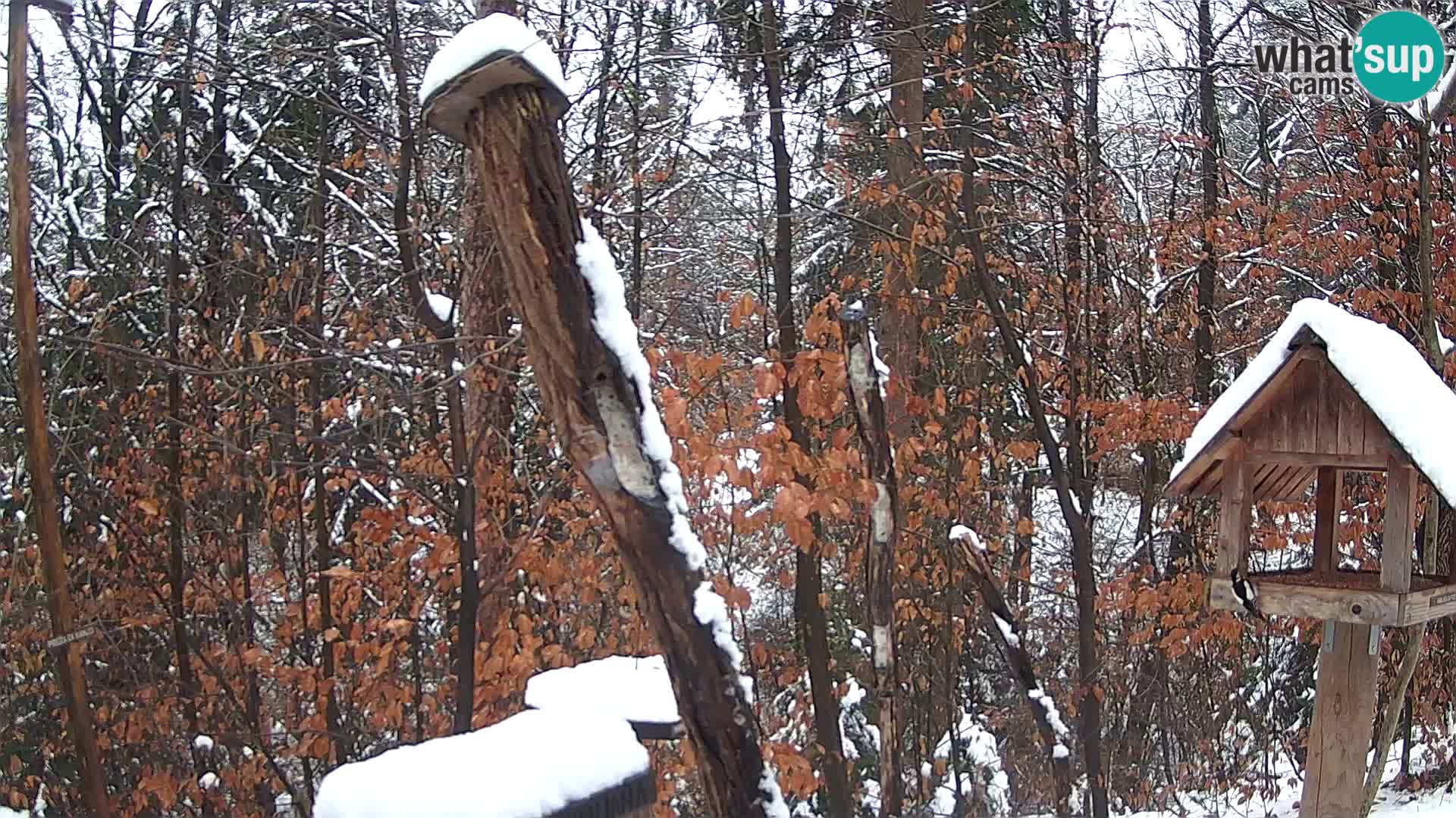 Mangiatoie per uccelli allo ZOO di Lubiana livecam