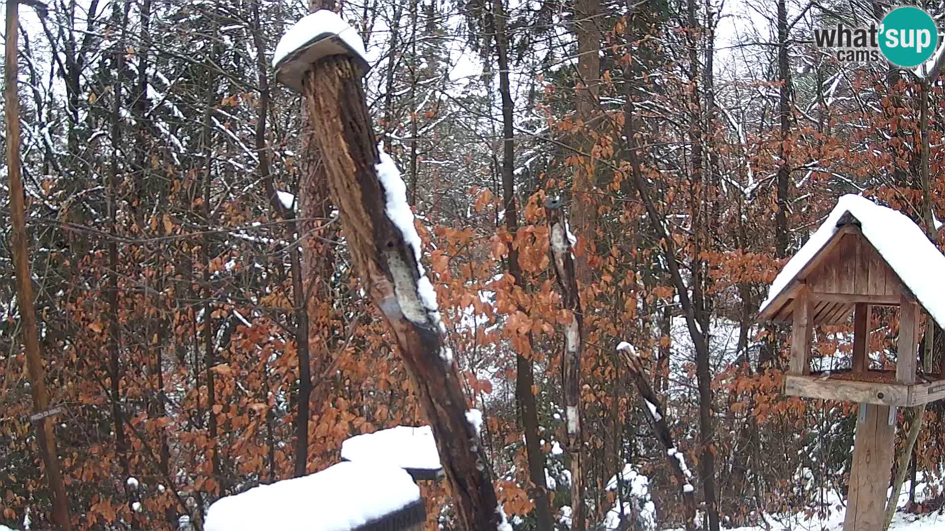 Mangeoires pour oiseaux au ZOO live webcam Ljubljana