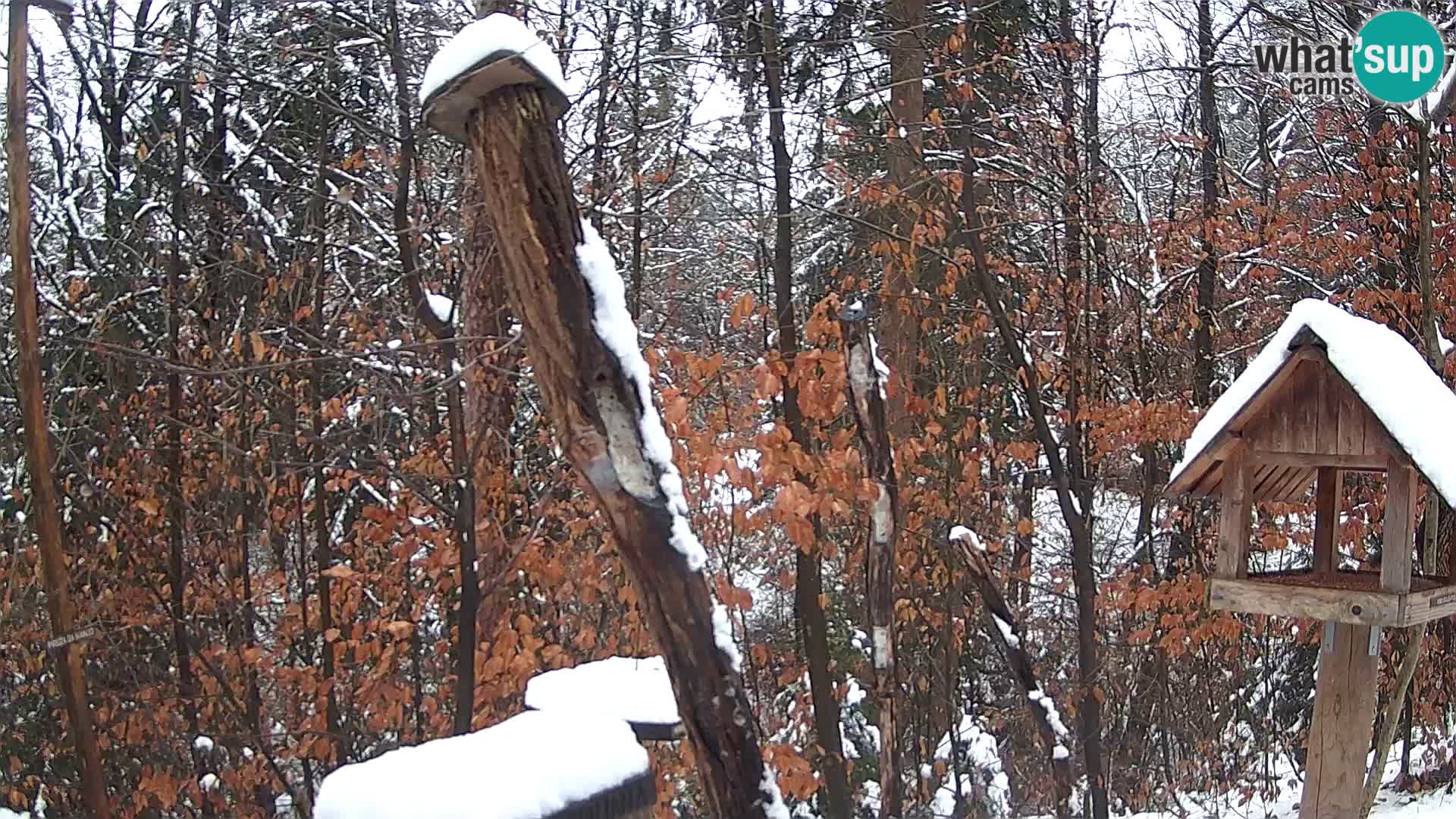 Krmilnice za ptiče v ZOO Ljubljana spletna kamera