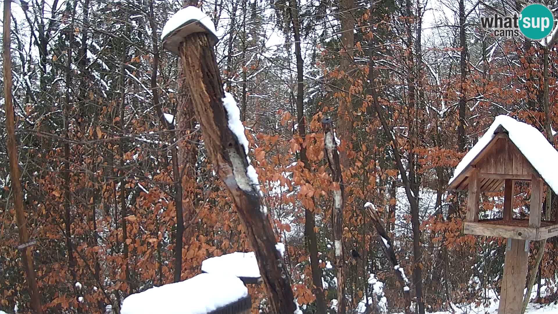 Hranilice za ptice u ZOO web kamera Ljubljana