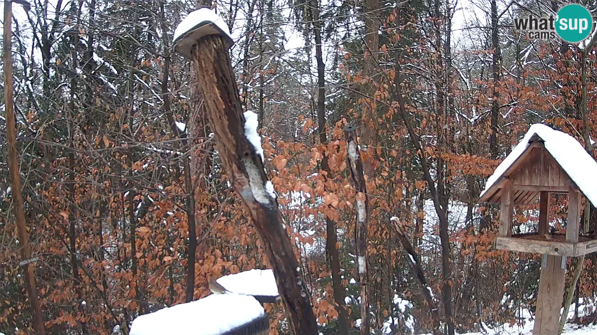 Mangeoires pour oiseaux au ZOO live webcam Ljubljana