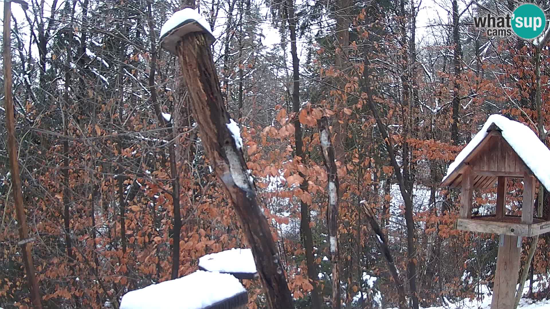 Vogelfutterhäuschen im ZOO webcam Ljubljana