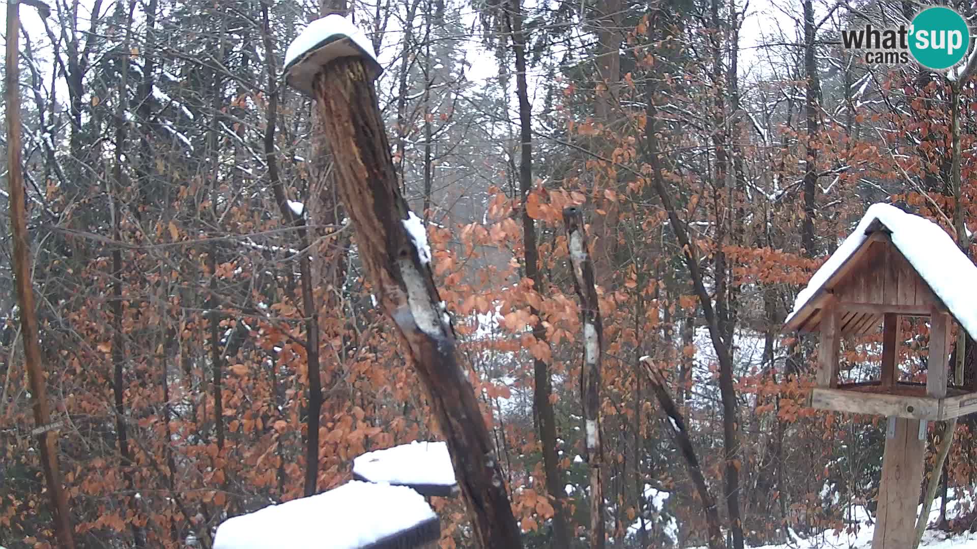 Vogelfutterhäuschen im ZOO webcam Ljubljana