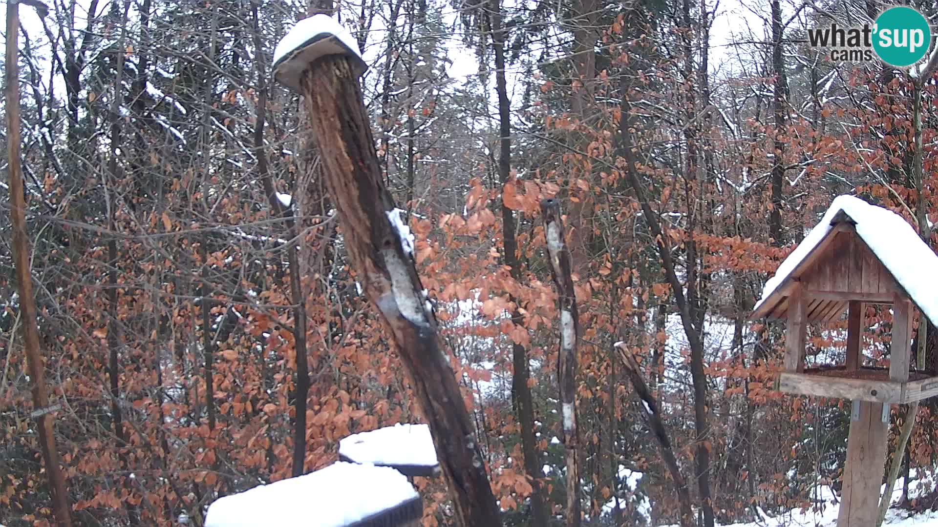 Bird feeders at ZOO Ljubljana webcam