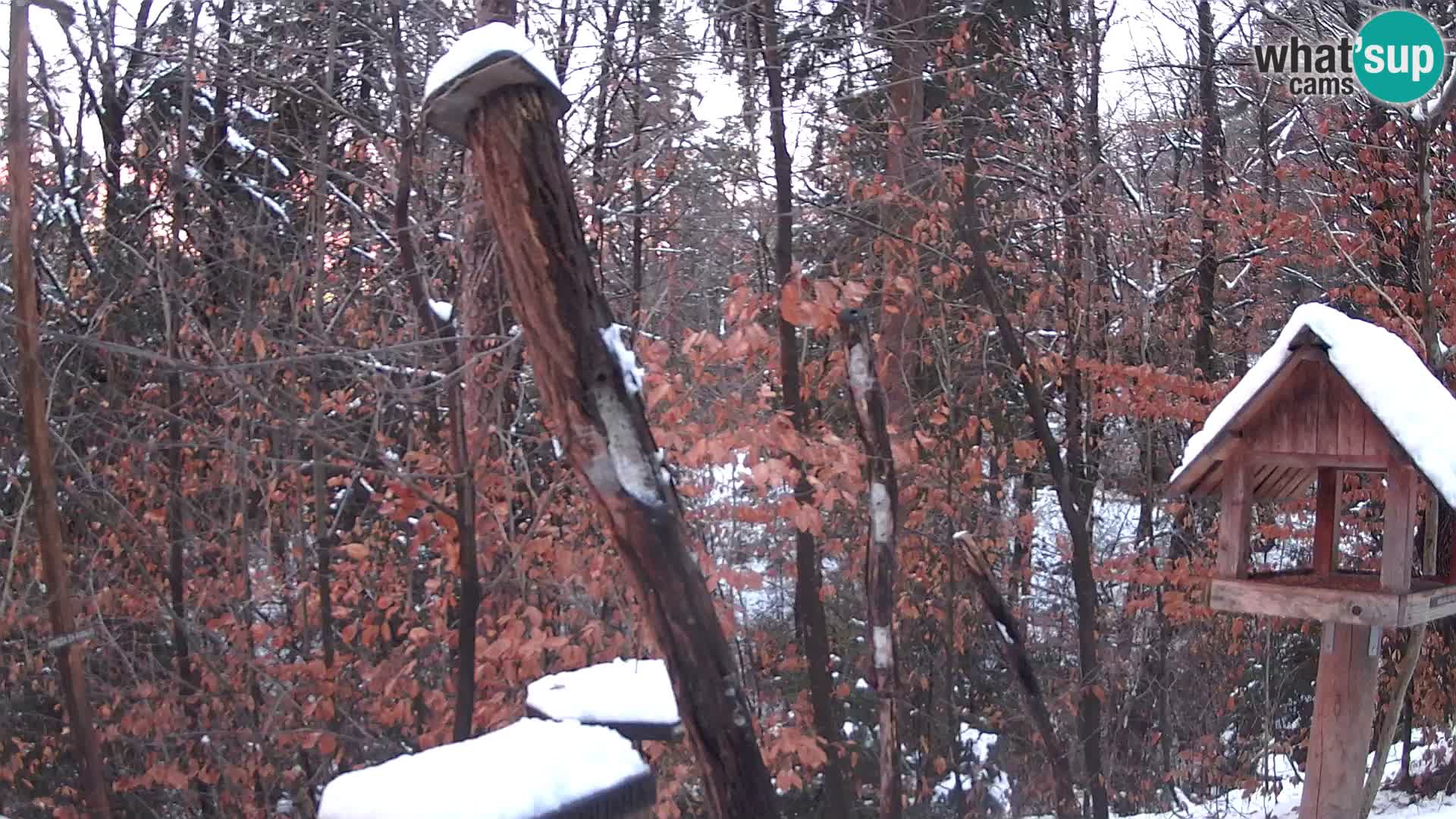 Mangeoires pour oiseaux au ZOO live webcam Ljubljana