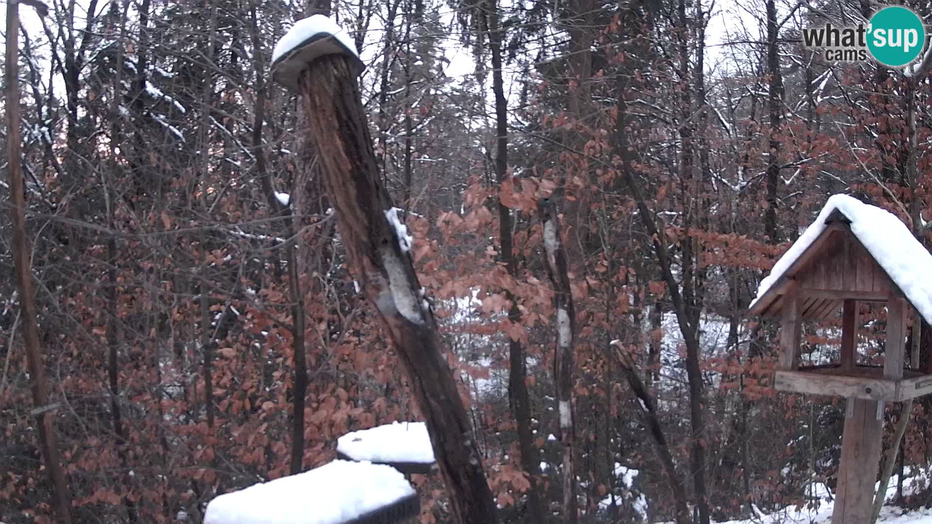 Bird feeders at ZOO Ljubljana webcam