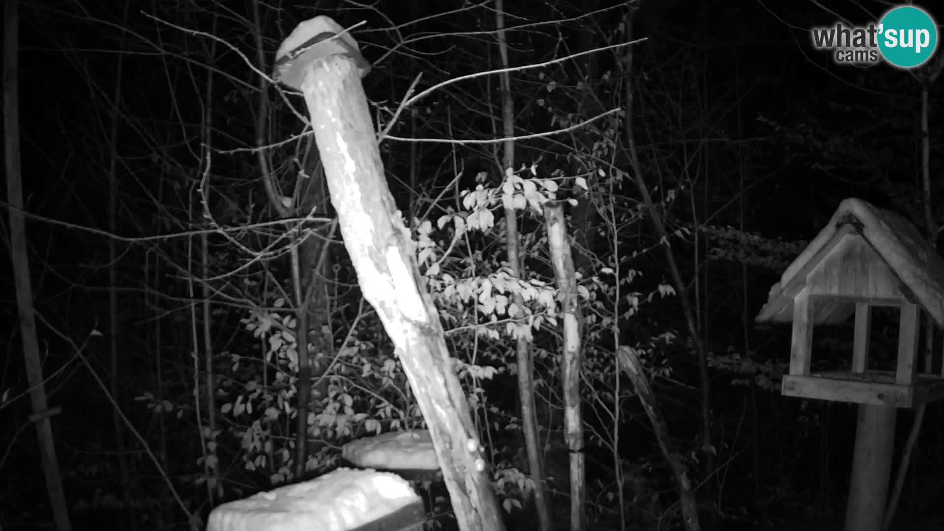 Bird feeders at ZOO Ljubljana webcam