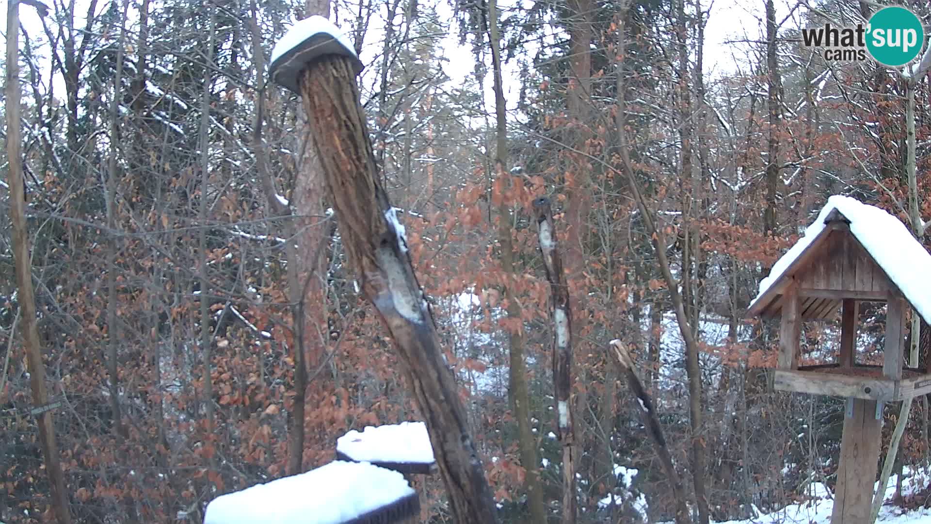 Mangeoires pour oiseaux au ZOO live webcam Ljubljana