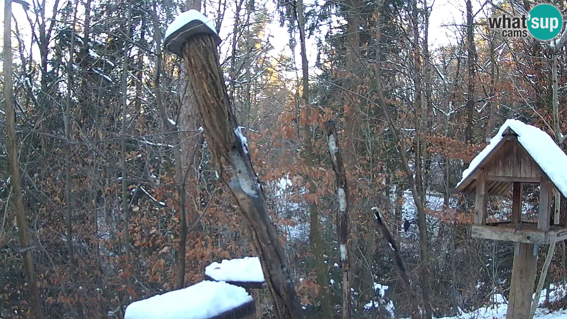 Mangeoires pour oiseaux au ZOO live webcam Ljubljana