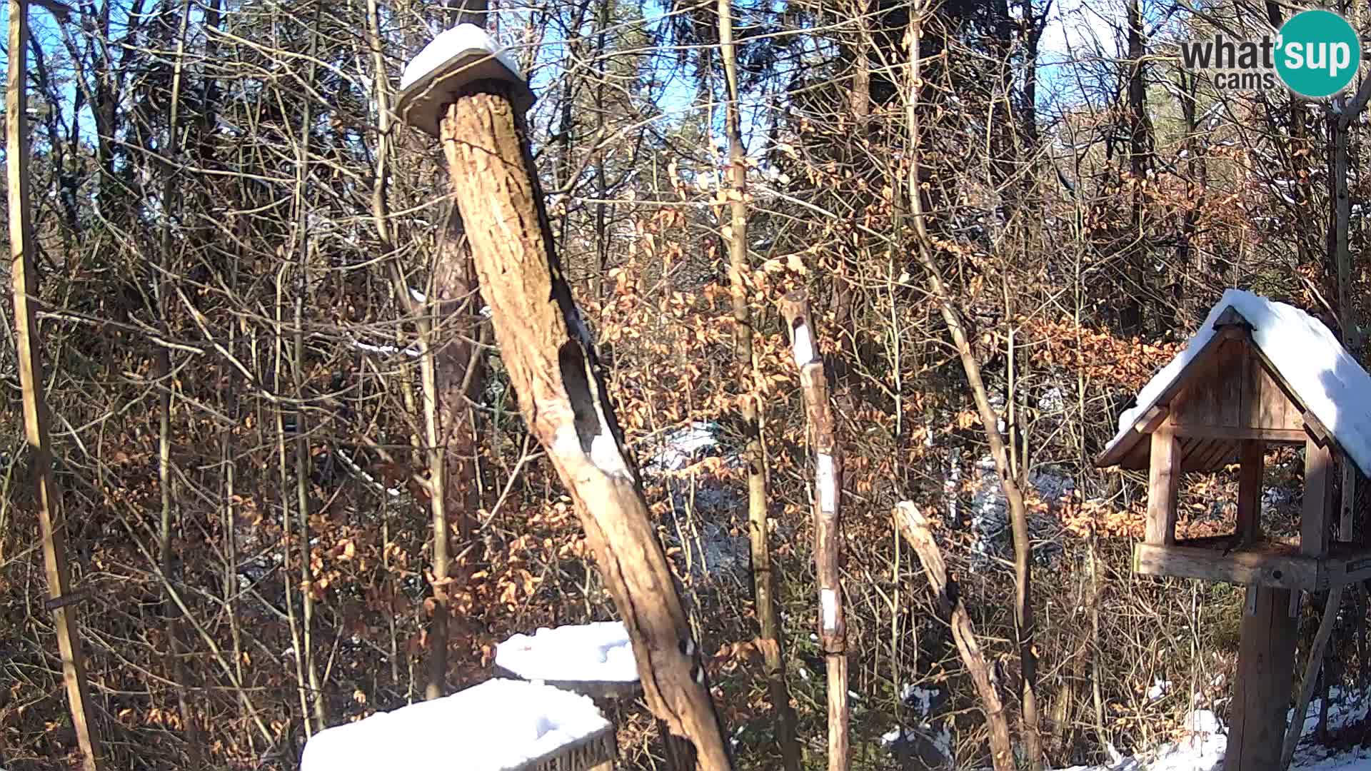 Bird feeders at ZOO Ljubljana webcam