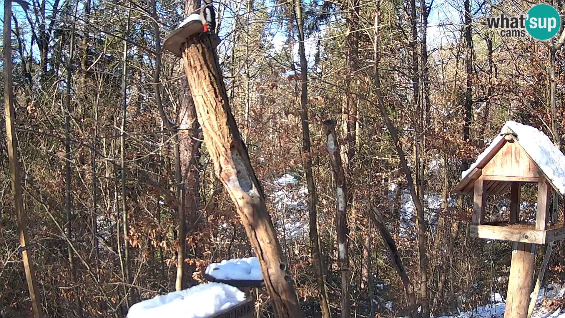 Mangeoires pour oiseaux au ZOO live webcam Ljubljana