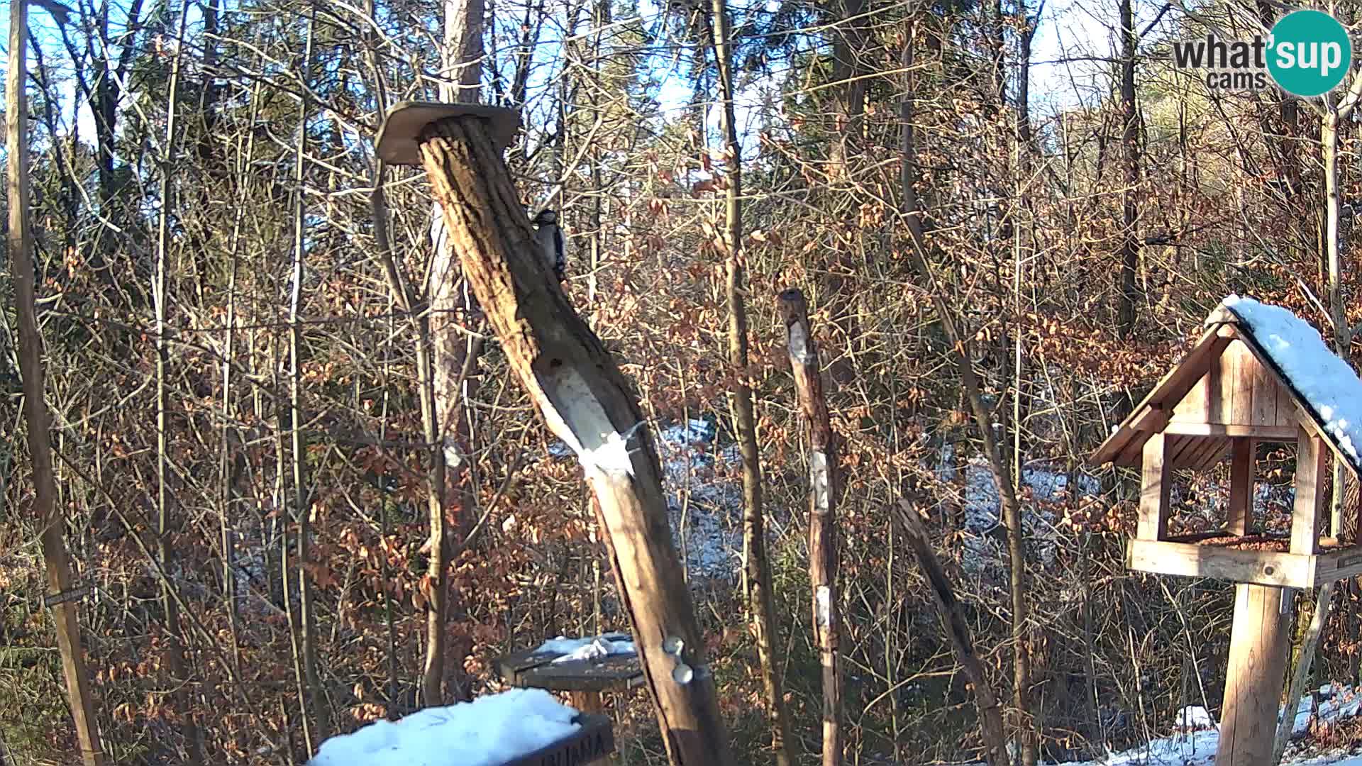 Bird feeders at ZOO Ljubljana webcam