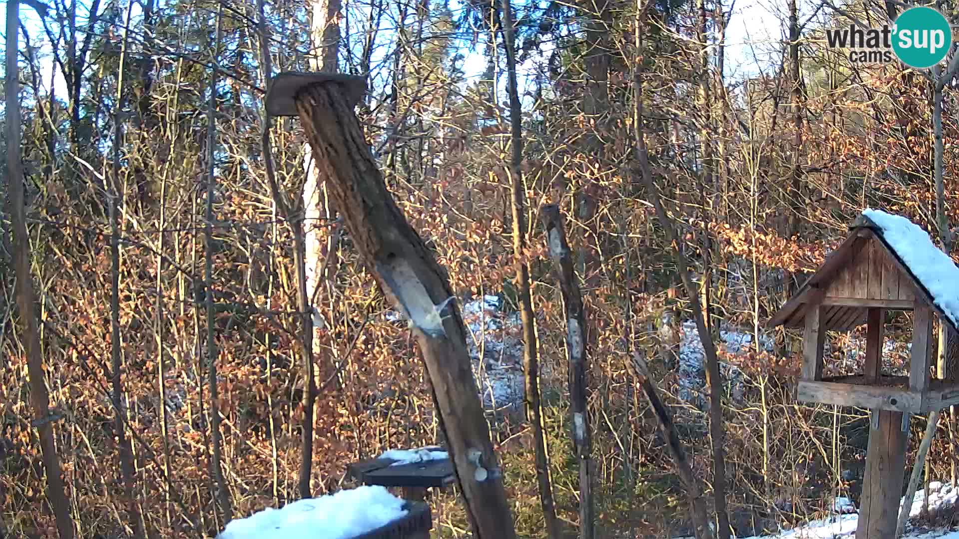 Bird feeders at ZOO Ljubljana webcam