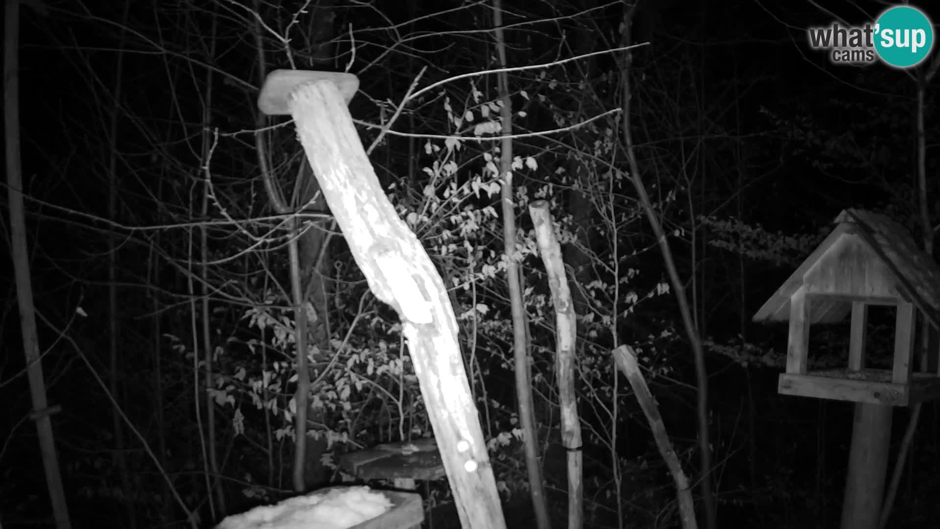 Bird feeders at ZOO Ljubljana webcam