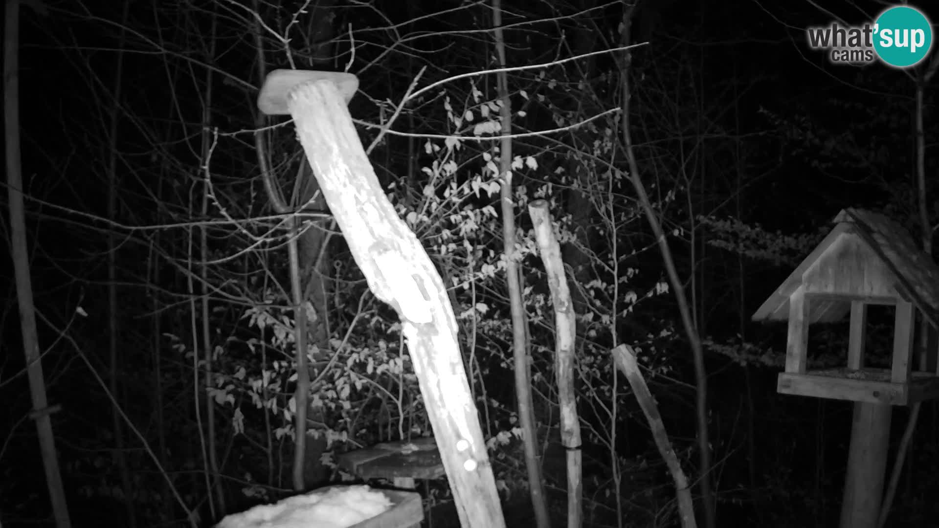 Bird feeders at ZOO Ljubljana webcam