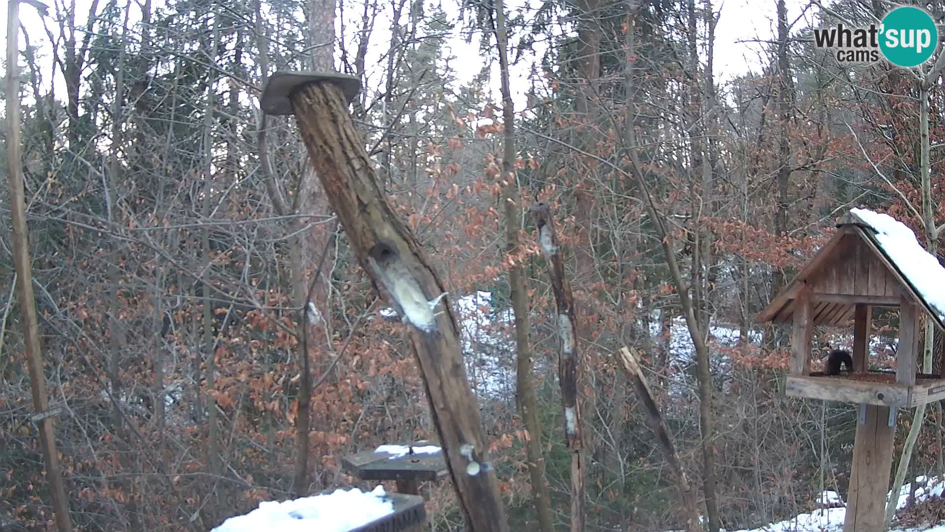 Krmilnice za ptiče v ZOO Ljubljana spletna kamera